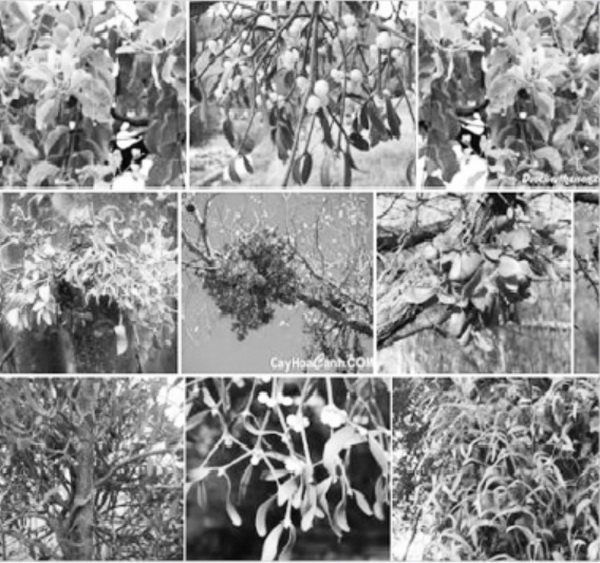 Cây tầm gửi lợi khí huyết, giảm đau