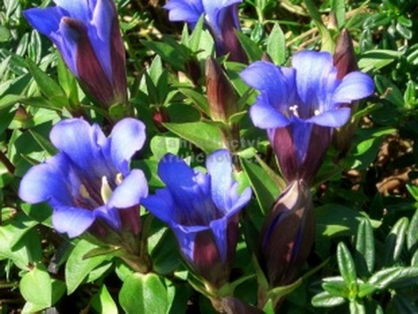 Long đởm thảo là vị thuốc trong bài “Long đởm tả can thang gia giảm” trị cường tuyến giáp thể can hỏa thịnh.