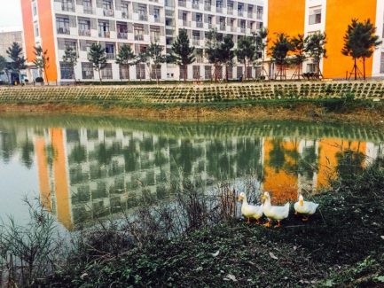 Mang chó mèo đến trường là quá bình thường, dắt vịt đi học mới gọi là chất!