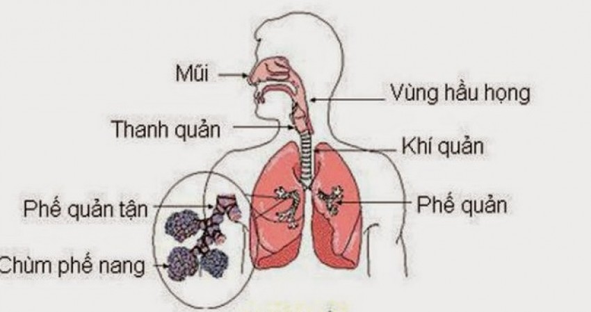 Cơ quan hô hấp chịu nhiều tác động của thời tiết.