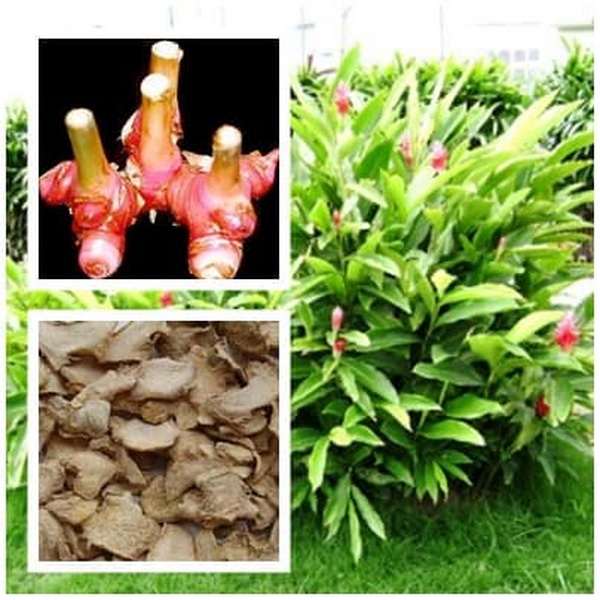 Cao lương khương trị đau dạ dày, cảm lạnh