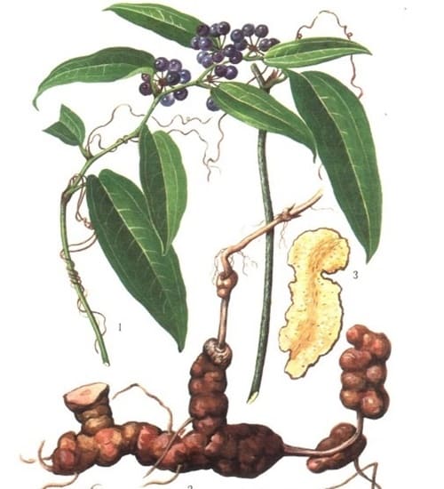 3 bài thuốc cổ chữa bệnh mùa nắng nóng