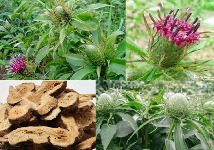 Bạch truật -  vị thuốc hay trị tỳ vị hư nhược, ăn uống kém.