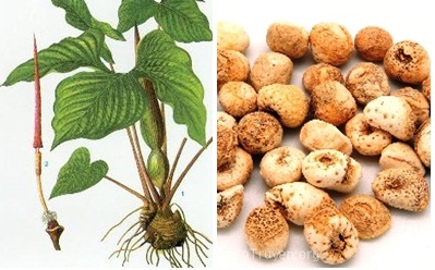 Bài thuốc chữa đau dạ dày