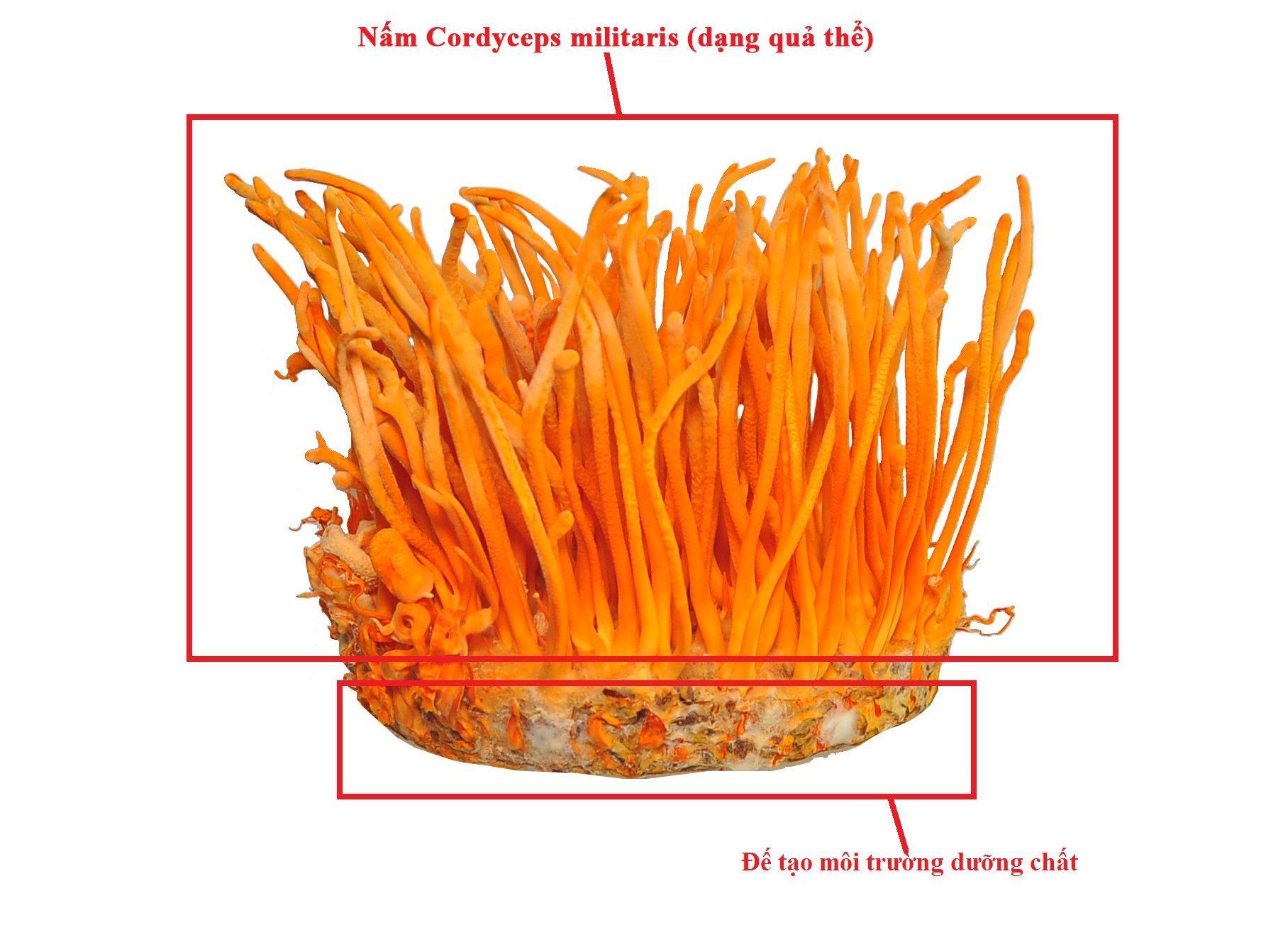 Cách hiểu khoa học về nấm Đông trùng hạ thảo