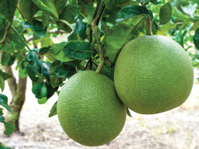 Bưởi - Thuốc quý chữa béo phì do ăn nhậu