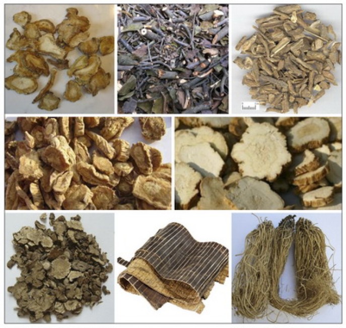 Độc hoạt tang ký sinh