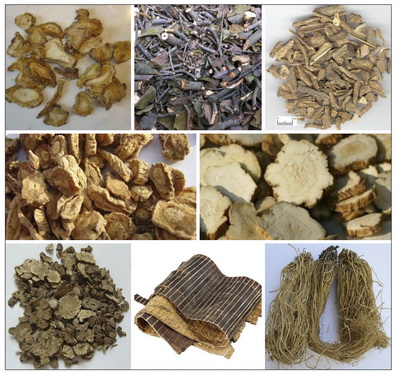 Độc hoạt tang ký sinh trị bệnh cơ xương khớp