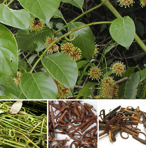 Thuốc Nam hạ huyết áp, tiêu viêm