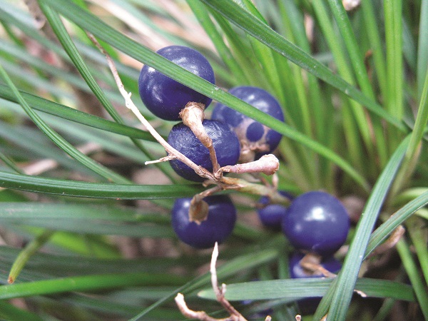 Chữa táo bón kéo dài