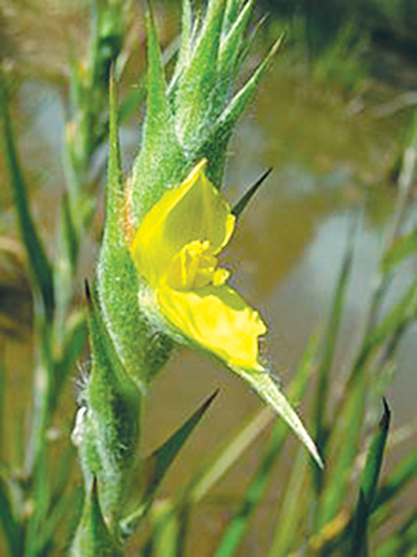 Cỏ đuôi lươn, vị thuốc trị bệnh ngoài da