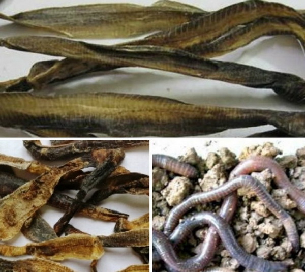 Địa long trị sốt cao co giật, hen suyễn, phong thấp