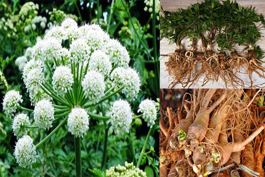 Đương quy tác dụng bổ huyết hoạt huyết, điều kinh chỉ thống. Trị thiếu máu, kinh nguyệt không đều, đau nhức xương khớp...