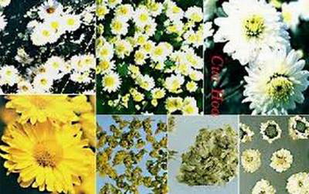 Hoa cúc: Kháng khuẩn, tiêu viêm