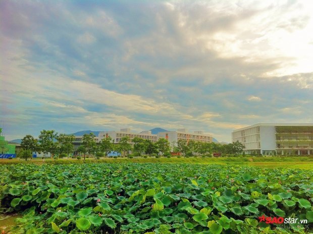 Trường Đại học có nhiều hoa sen nhất Hà Nội, bạn trẻ tha hồ chụp ảnh free