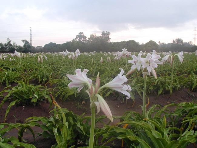 Hỗ trợ đẩy lùi bệnh u xơ tử cung: Có nên kết hợp với các sản phẩm được sản xuất từ thảo dược?