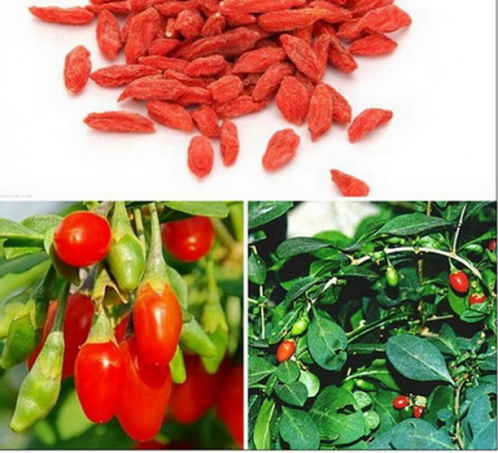 Kỷ tử, ngân nhĩ món ăn bài thuốc ôn ấm tỳ vị mùa đông.