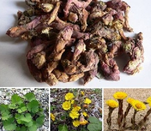 Dưỡng phế hỗ trợ trị viêm thanh quản