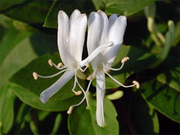 Phòng & chữa trị viêm xoang bằng Đông y