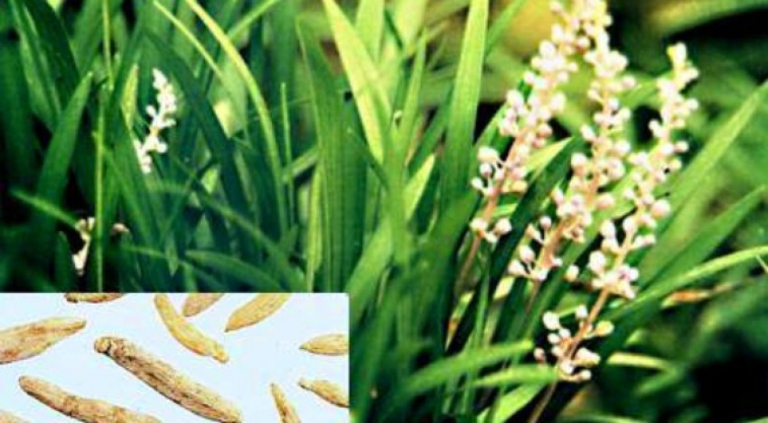 Ðông y chữa viêm mũi mạn tính