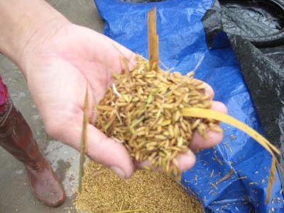 Mầm lúa trị tỳ vị hư nhược