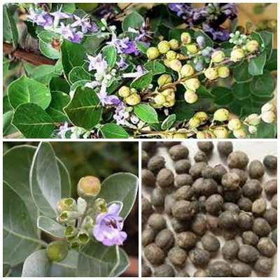 Bài thuốc trị chứng đau nửa đầu