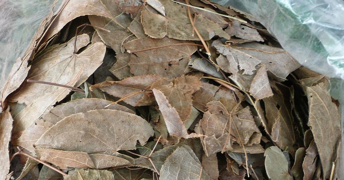 Dâm dương hoắc và vai trò tráng dương cho nam giới