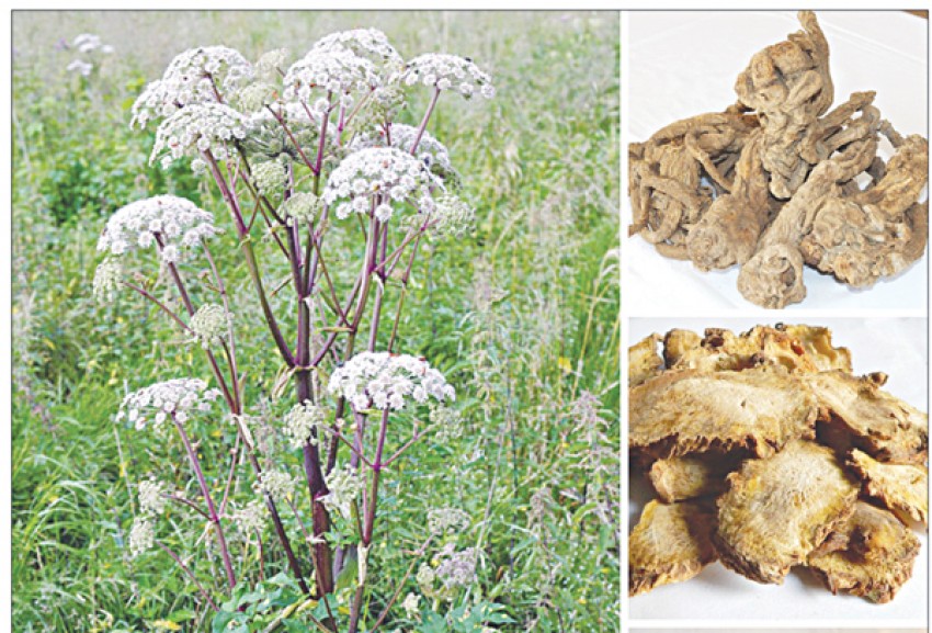 Món ăn cho người bị đau lưng