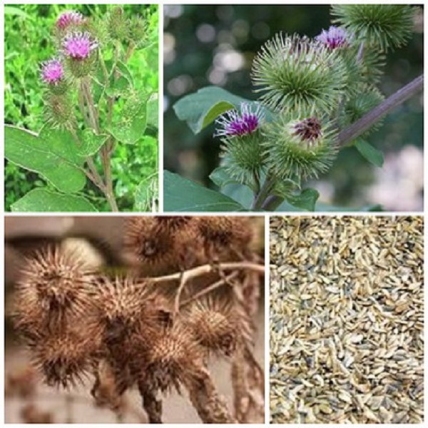 Dược thiện hỗ trợ trị rối loạn nội tiết 