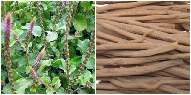 Một số phương thuốc cổ truyền có vị ngưu tất