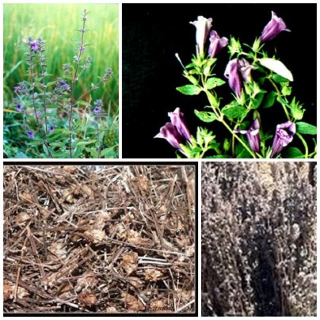 Nhân trần hỗ trợ chữa viêm gan