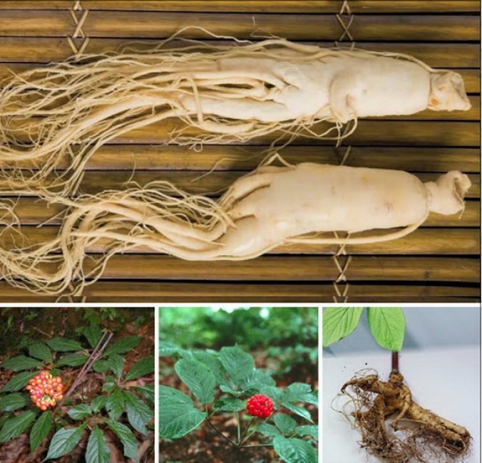 Nhân sâm hầm chim bồ câu bồi bổ nguyên khí tăng cường sức khỏe cho người cao tuổi.