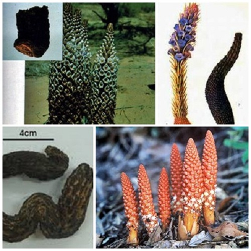 Món ăn cho phụ nữ hiếm muộn