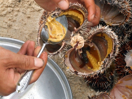 Món ăn thuốc từ con nhum biển