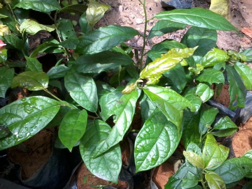 Những loài thảo dược tốt cho người huyết áp cao