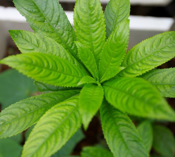 Những loài thảo dược tốt cho người huyết áp cao