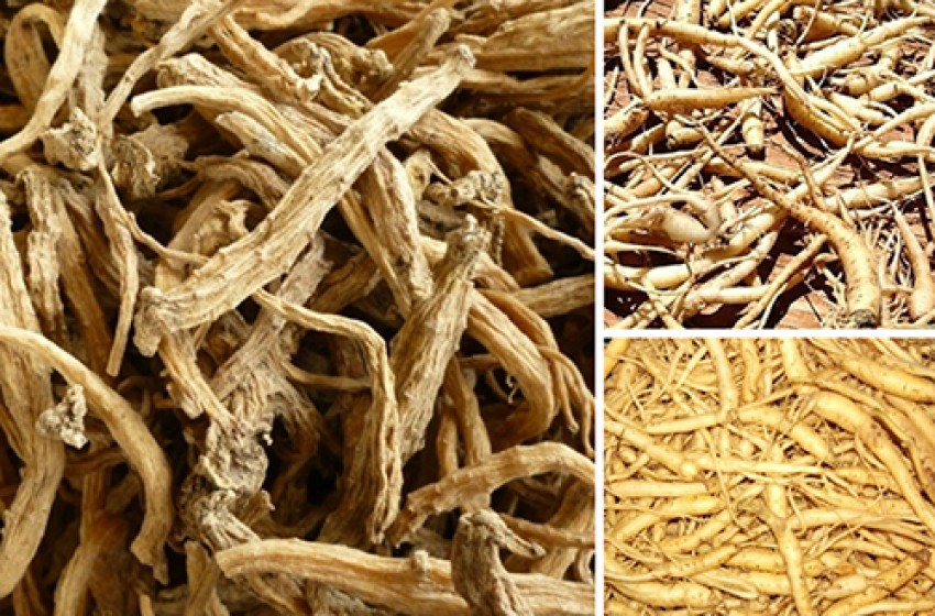 Phòng sâm trị chứng ốm nghén mệt mỏi ở phụ nữ mang thai.