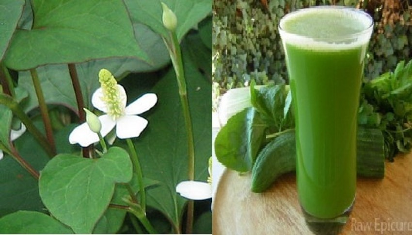 Rau dấp cá làm thuốc