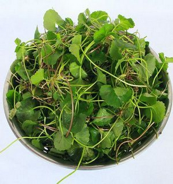 Thuốc Nam hỗ trợ phòng trị sốt xuất huyết