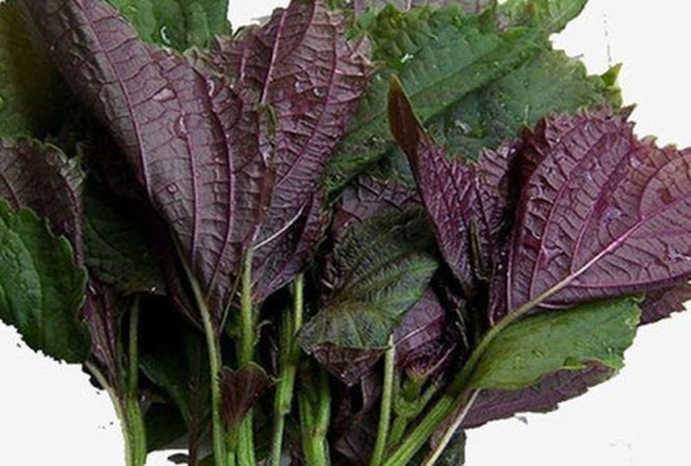 Bài thuốc trị viêm thanh quản