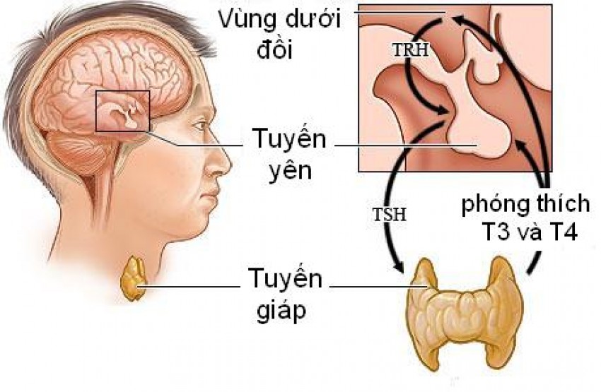 Suy tuyến giáp ảnh hưởng khả năng sinh sản