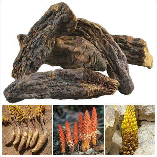 Bàn về bài thuốc bổ thận tráng dương của vua Minh Mạng