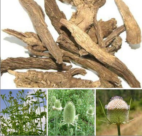 Tục đoạn chữa đau lưng mỏi gối