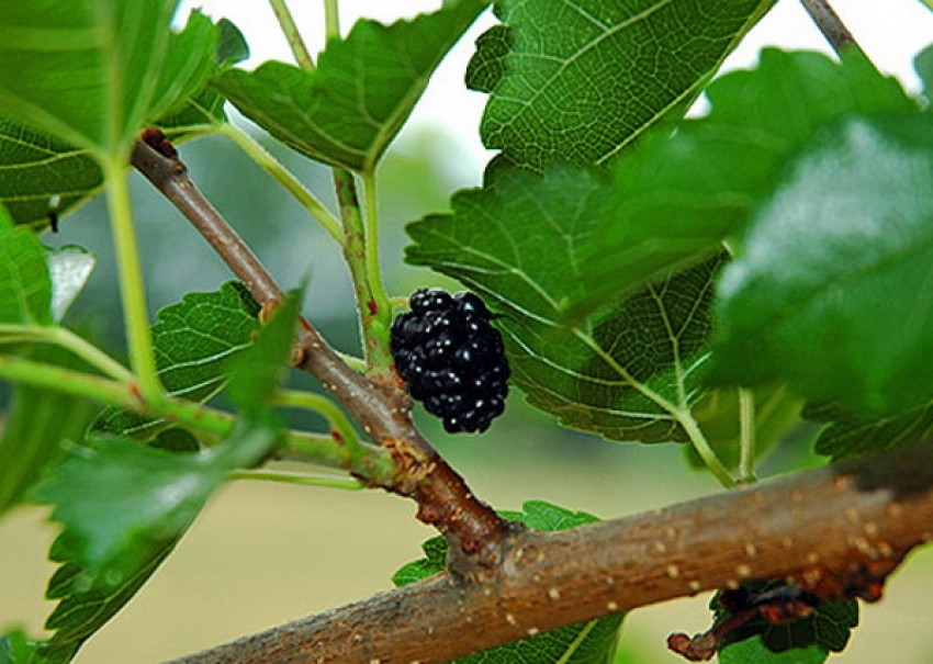 Lá dâu cho vị thuốc tang diệp: mát phổi, mát gan, an thần.