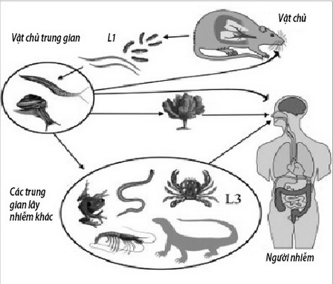 Nhận biết các loài vật trung gian truyền bệnh cho người