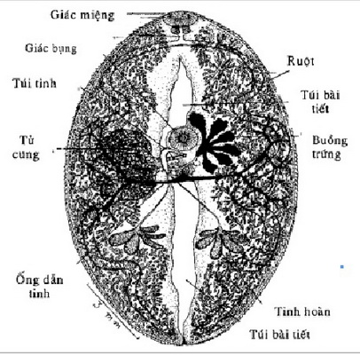Ho, khó thở, nôn ra máu: Coi chừng mắc sán lá phổi