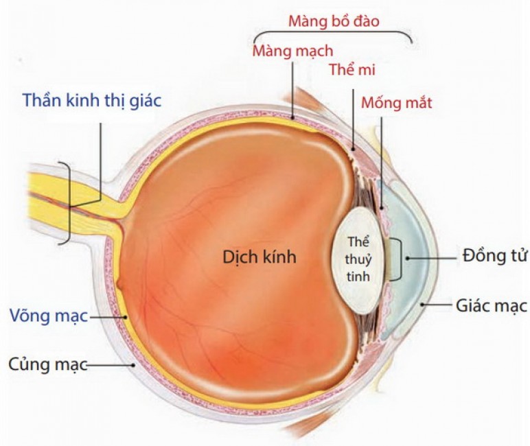 Viêm mống mắt.