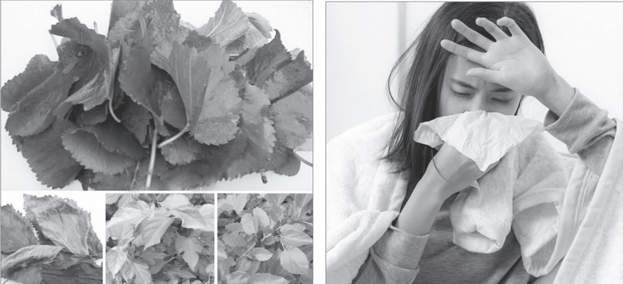 Lá dâu - vị thuốc hay