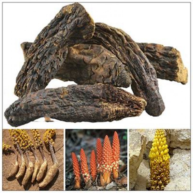 suy giảm tình dục