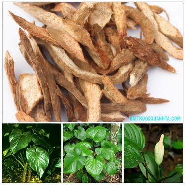 Bài thuốc trị vẹo cổ